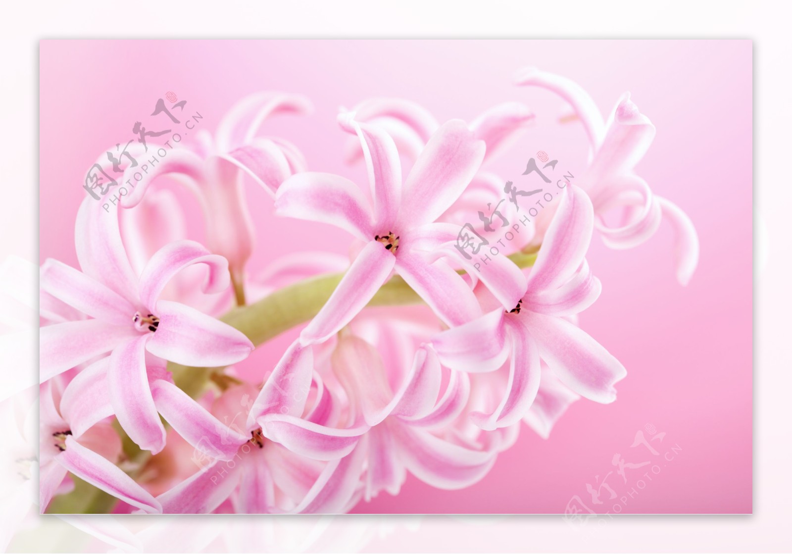 粉色花朵浪漫背景图片