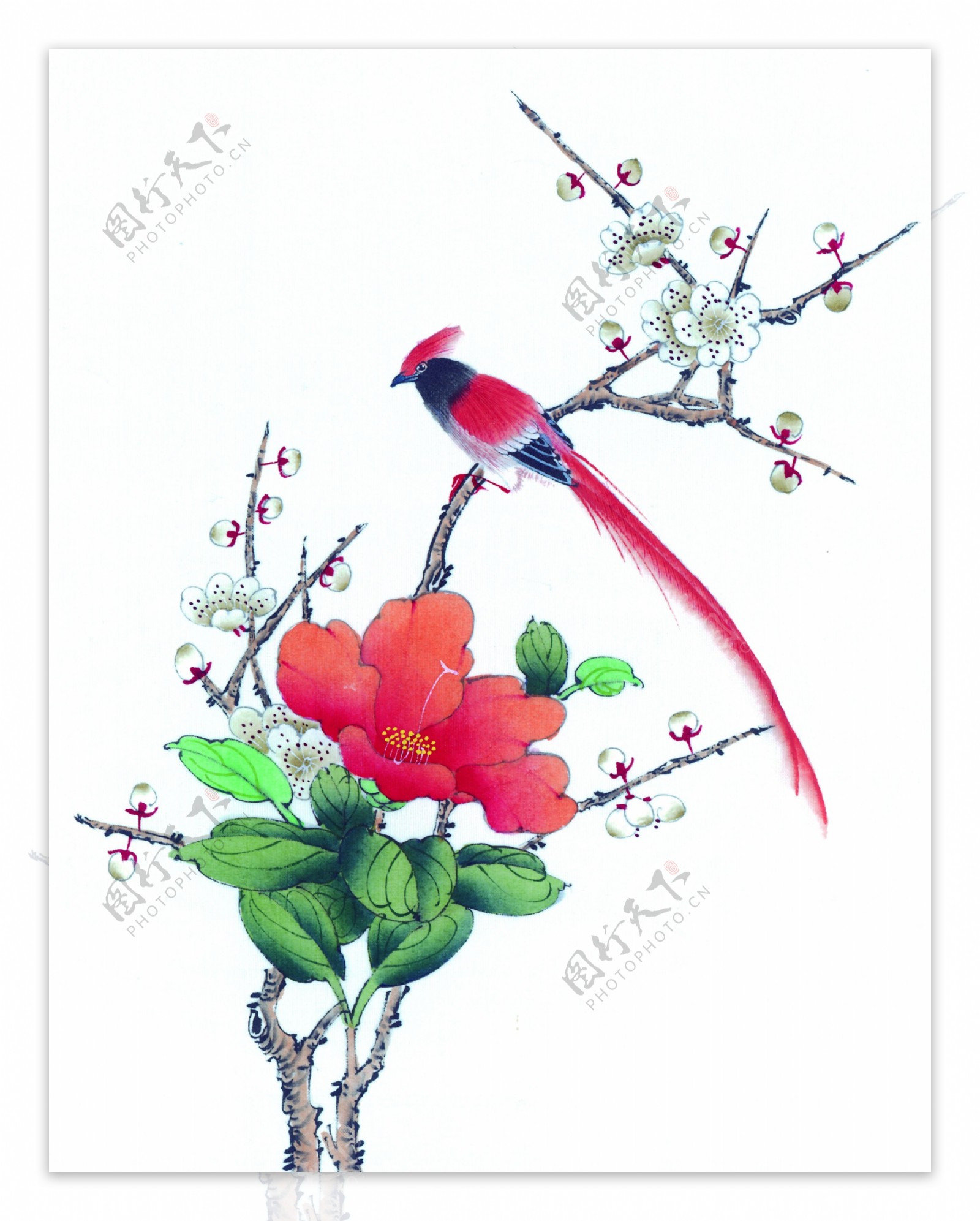 国画红花与小鸟图片
