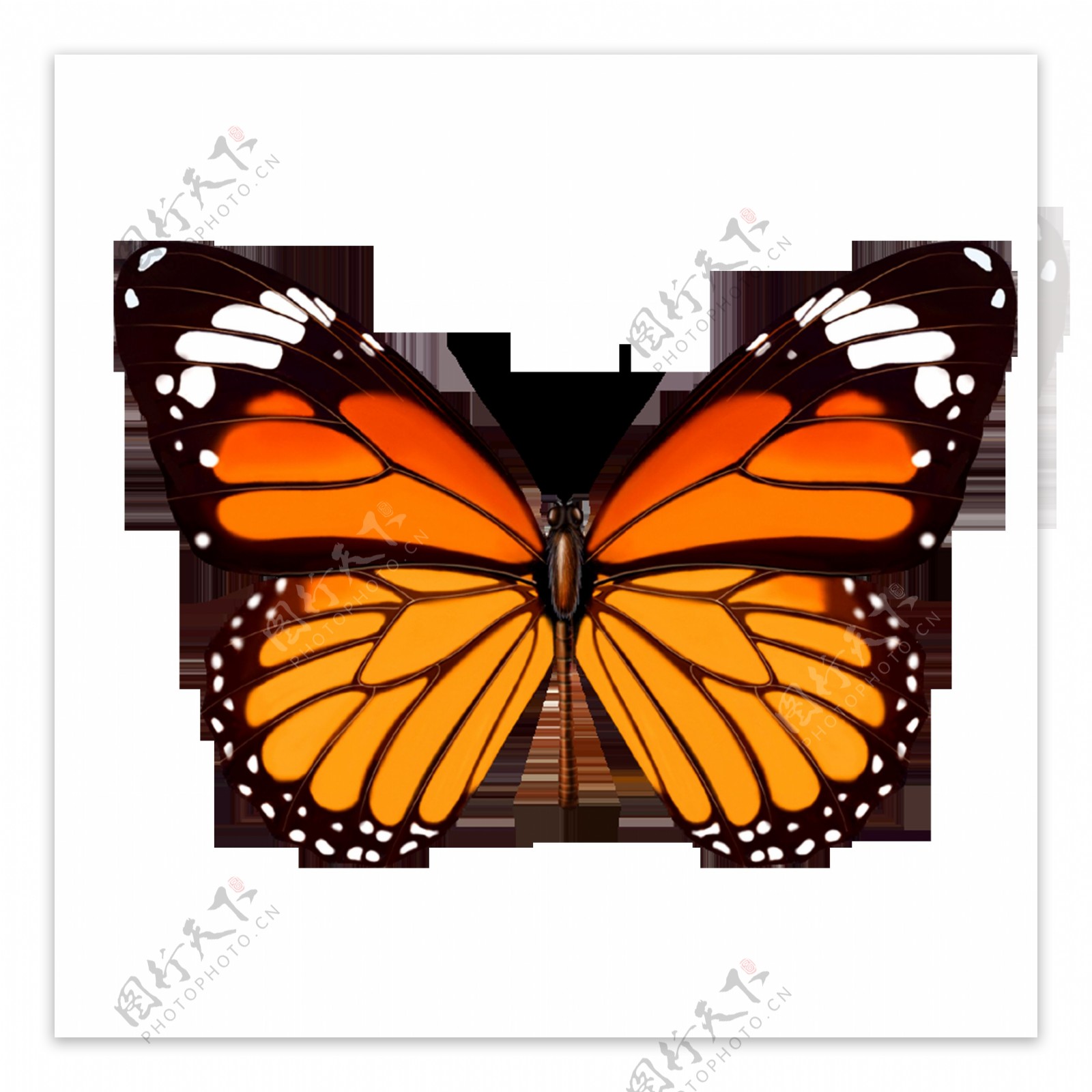书的蝴蝶插画图片素材_ID:306378405-Veer图库