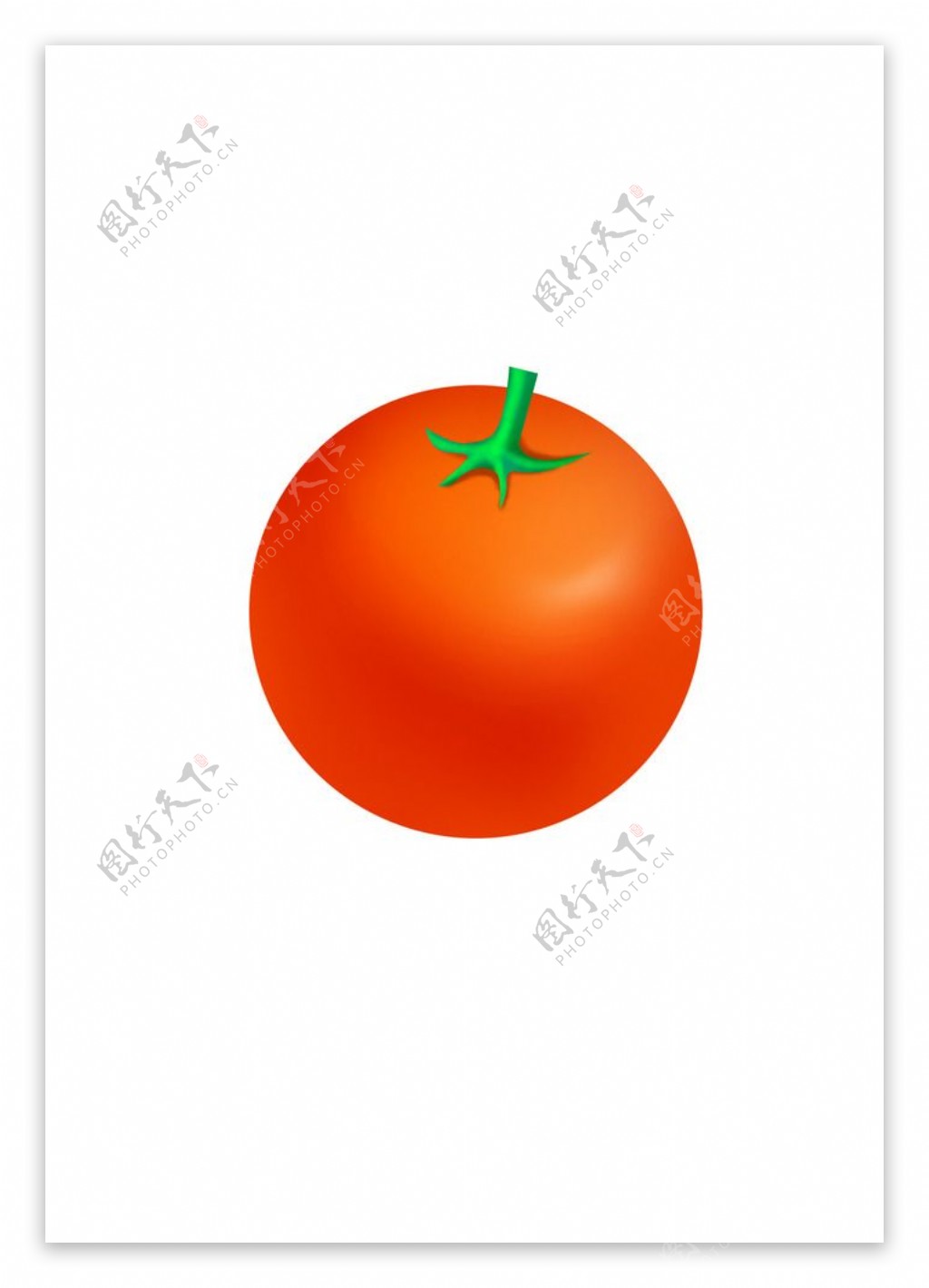 tomato西红柿