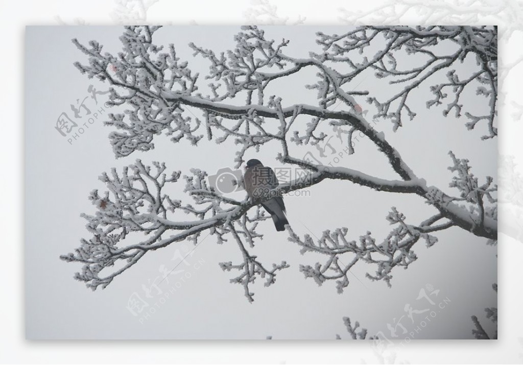 鸟坐在冷冰冰的树
