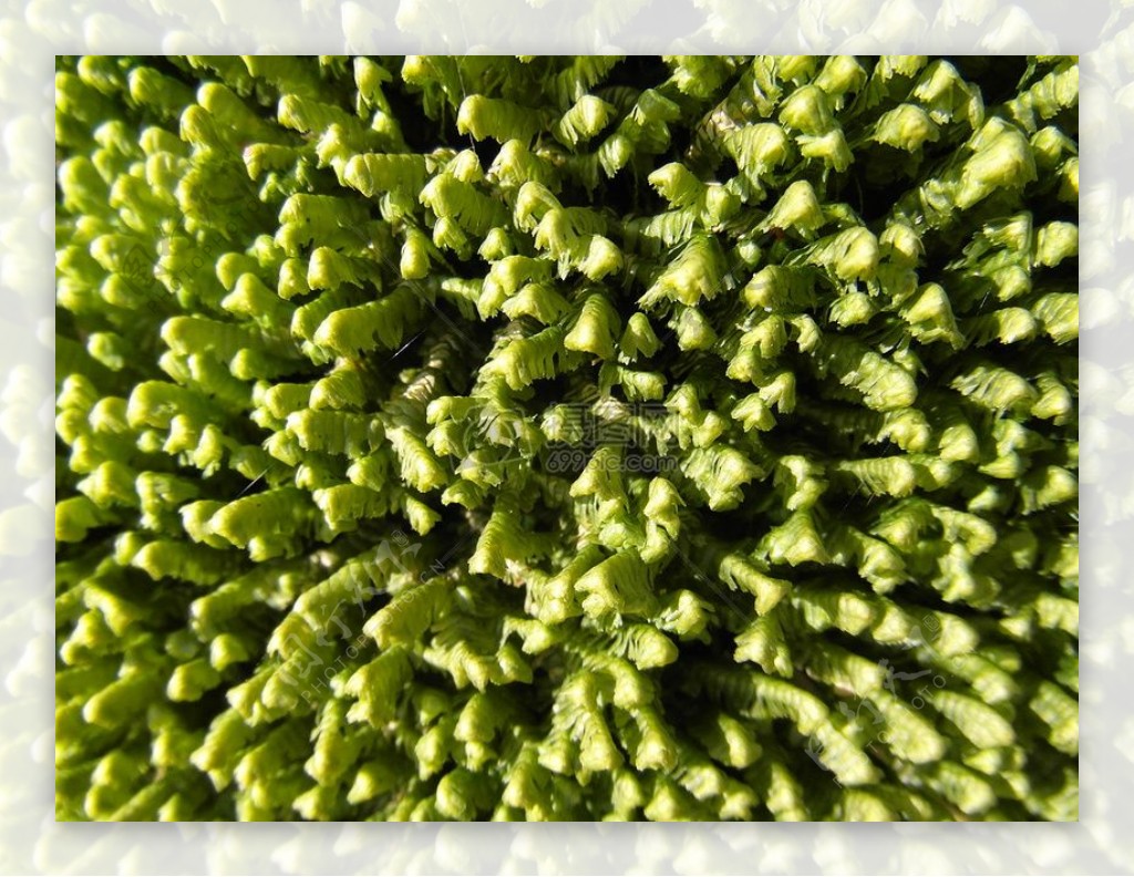 生长的绿色苔藓