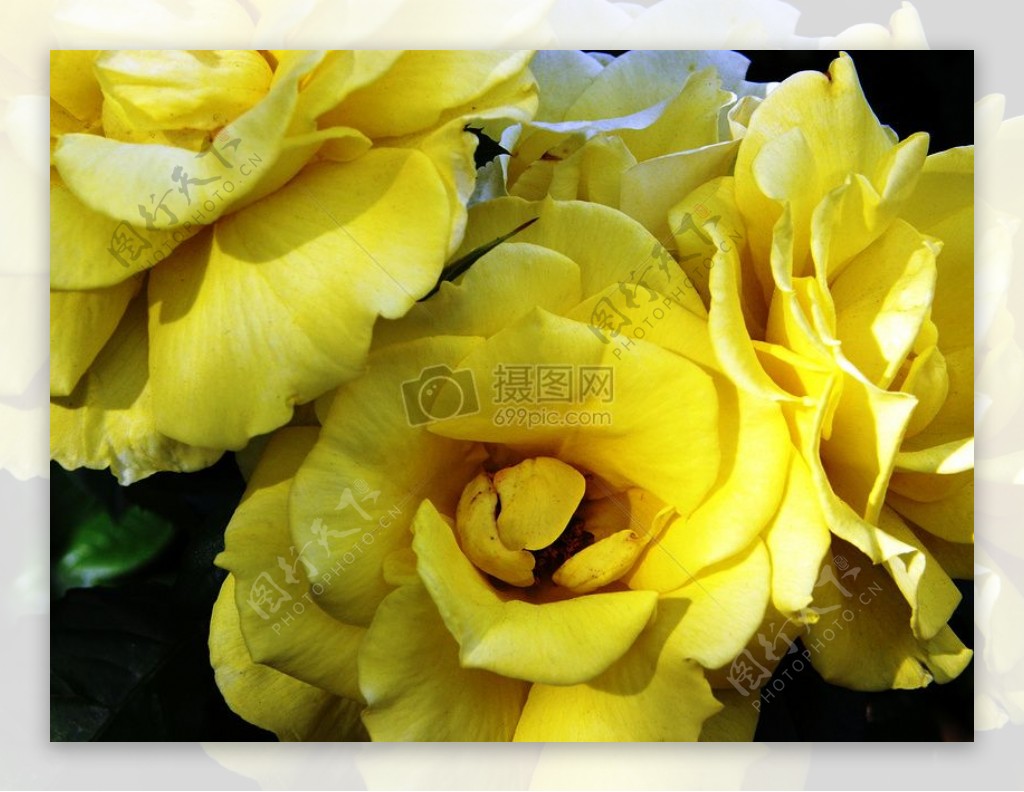 黄色的蔷薇花