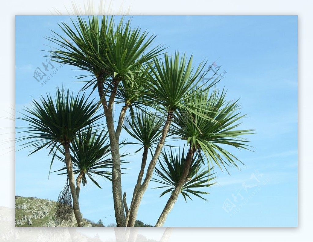 兰迪德诺的椰子树