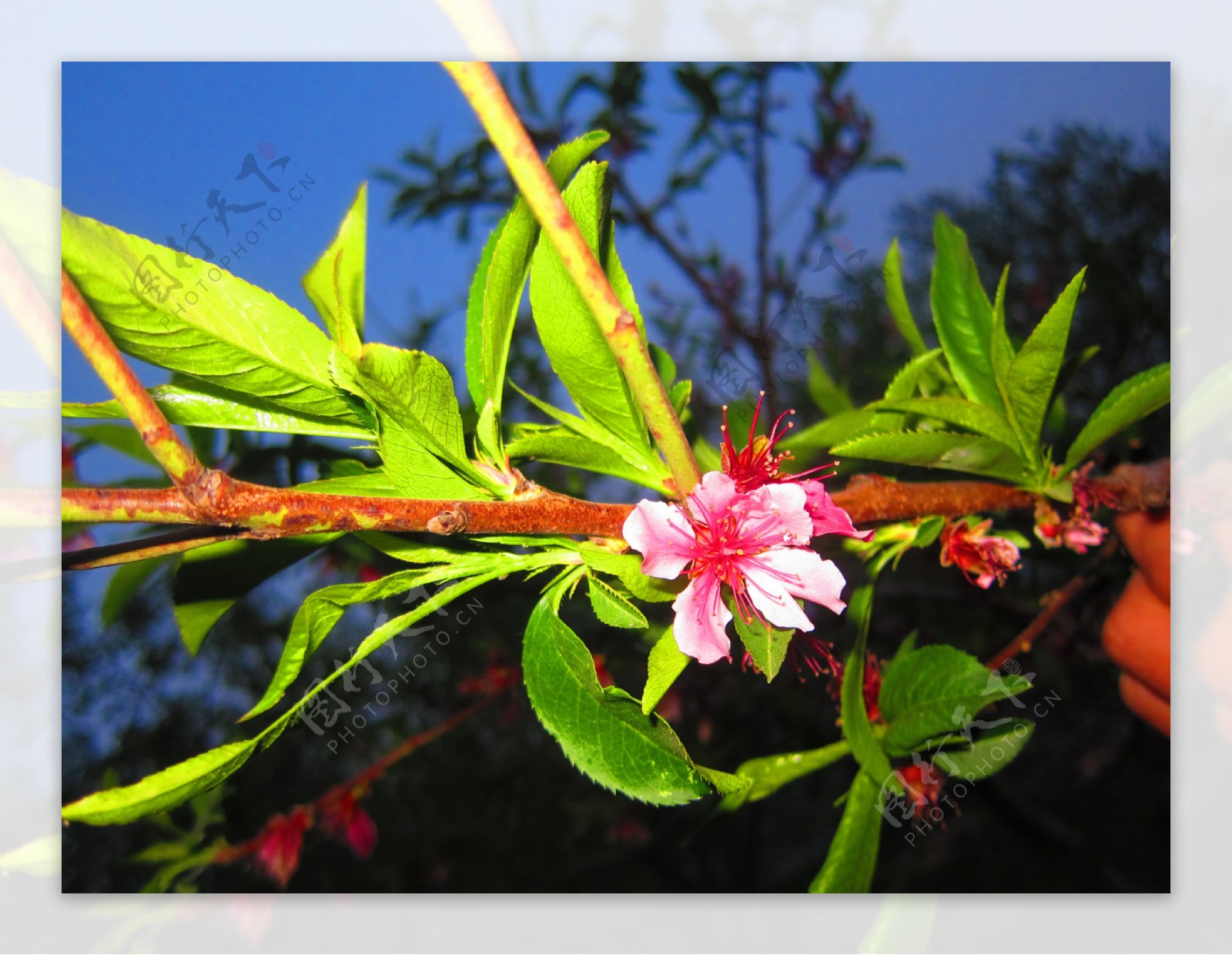 苹果花图片