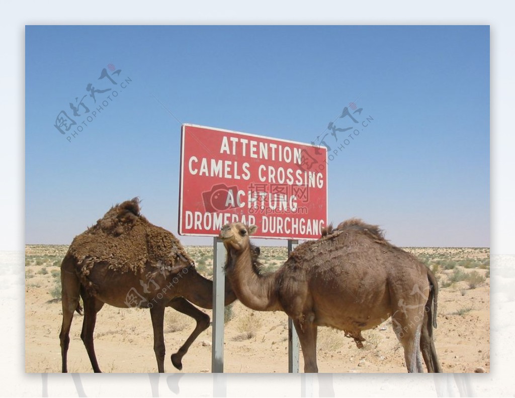 注意骆驼穿越