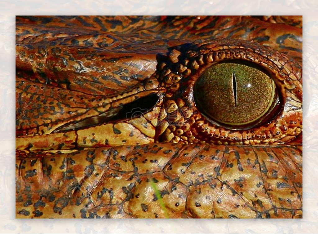 特写下的鳄鱼眼睛
