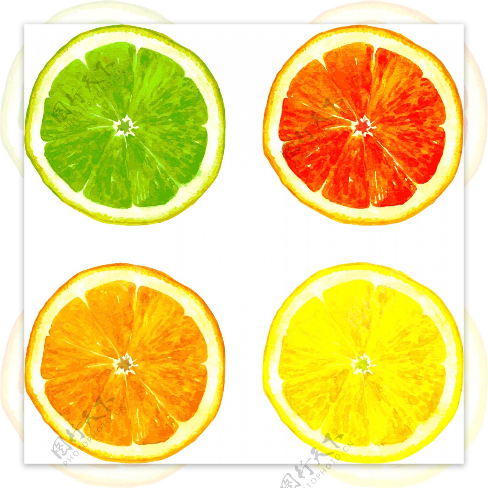 水彩橙子插画