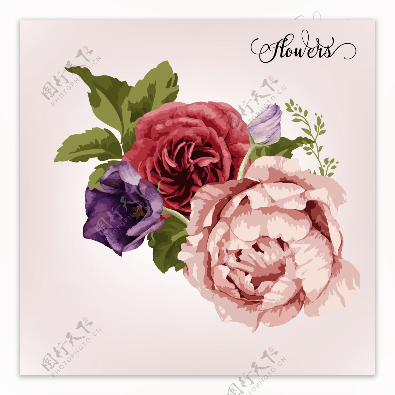 粉色玫瑰花朵矢量印刷高清设计素材