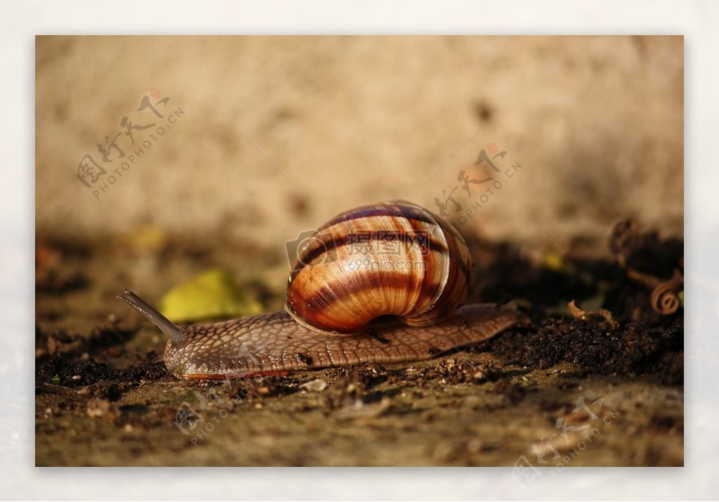 土地上的蜗牛