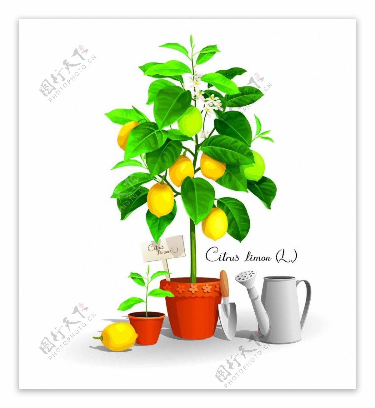 清新的柠檬树插画