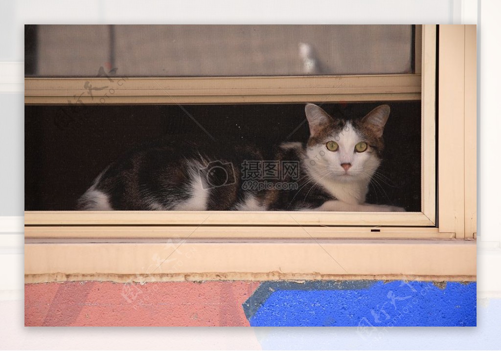 窗口下的猫咪