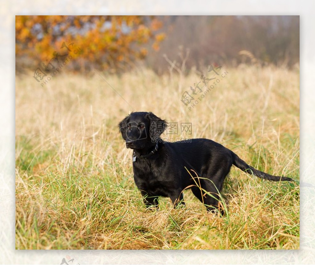 草地上的黑狗