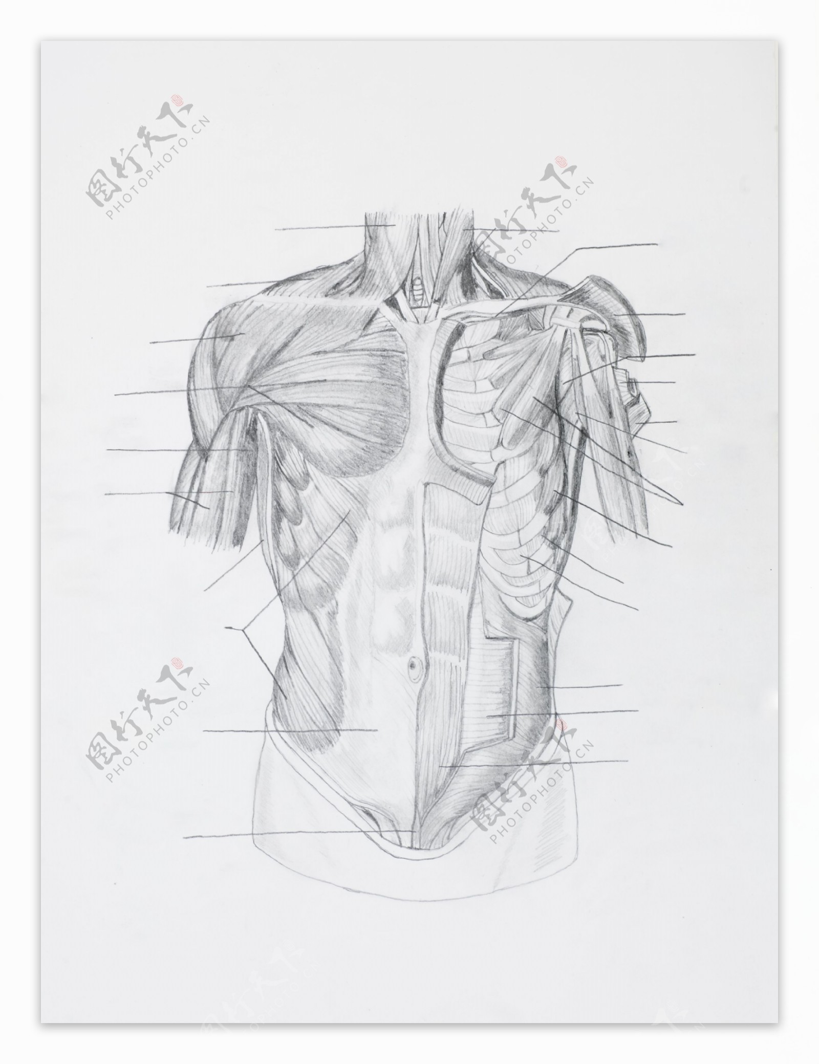 人体器官素描画图片