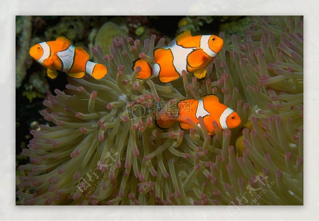 1三个小丑鱼在海葵