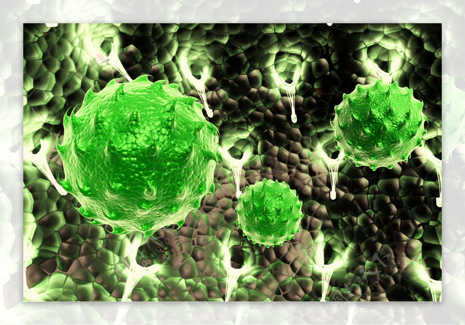 绿色带刺细胞体图片