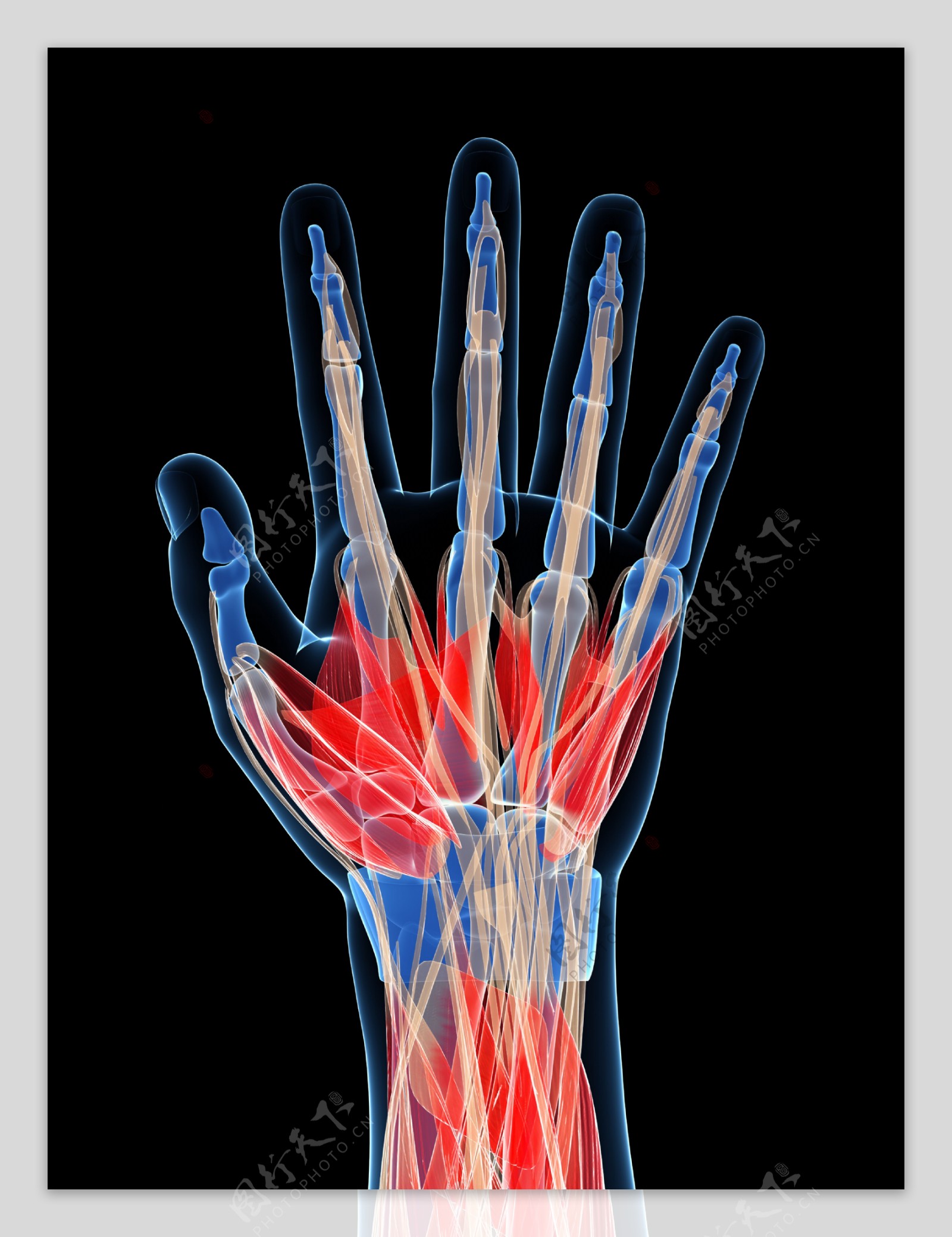 手掌肌肉组织图片