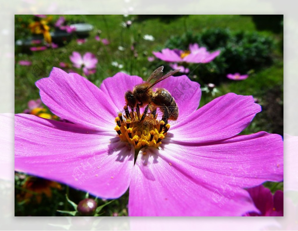 蜜蜂和花葵属