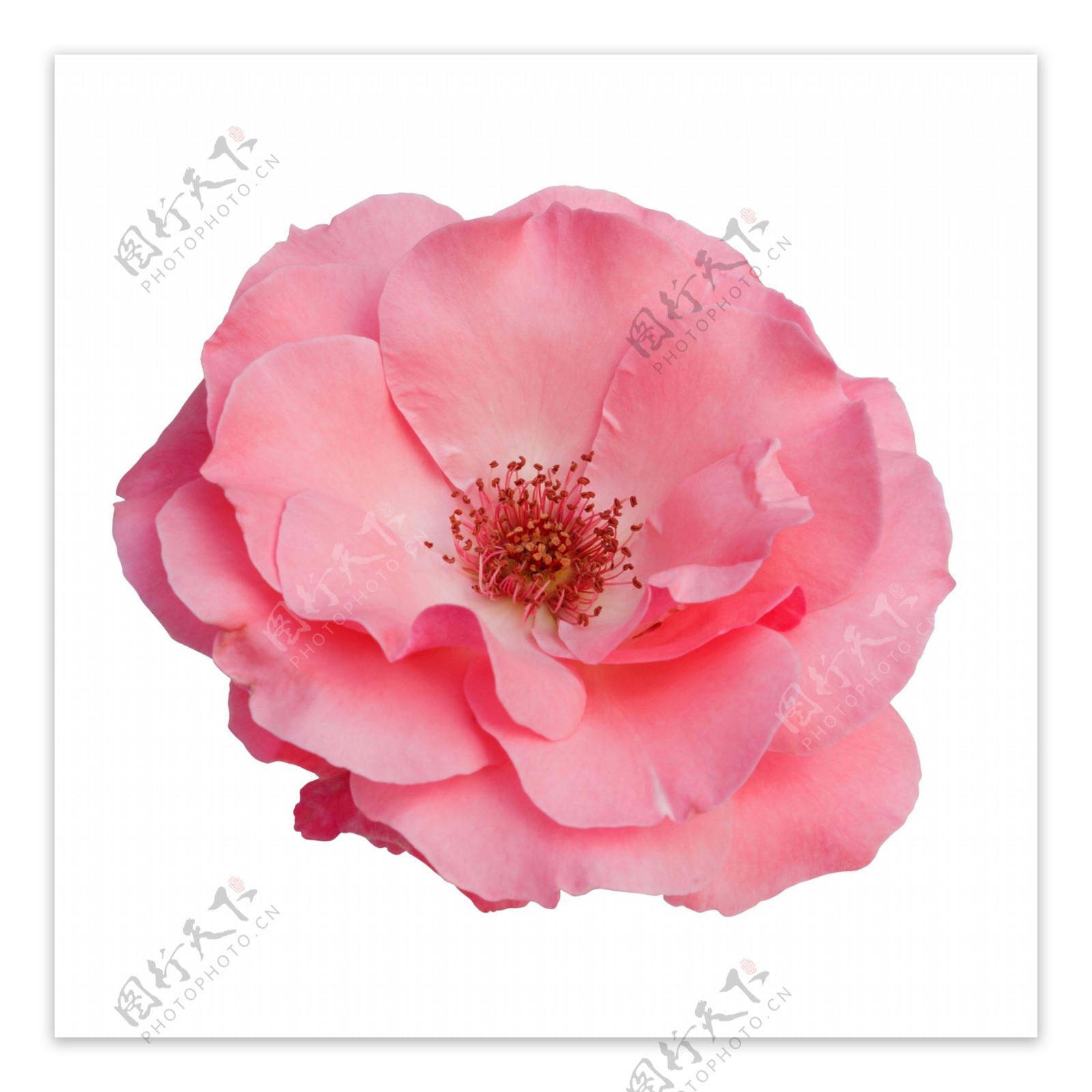 精美粉色玫瑰花素材PSD格式免扣素材