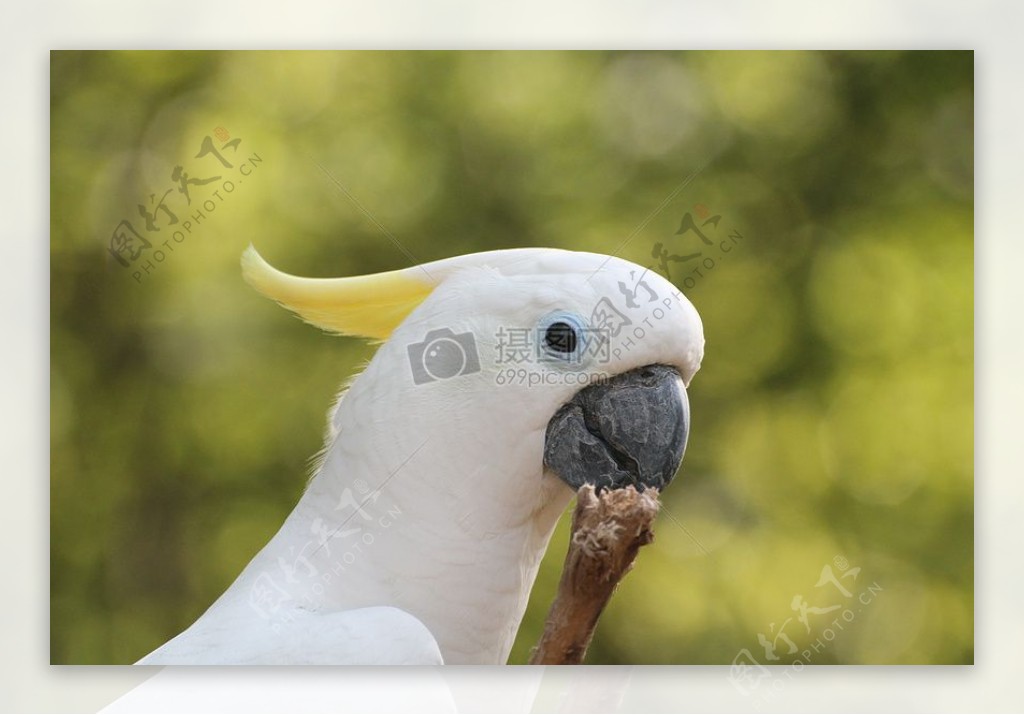 黄凤头鹦鹉在动物园