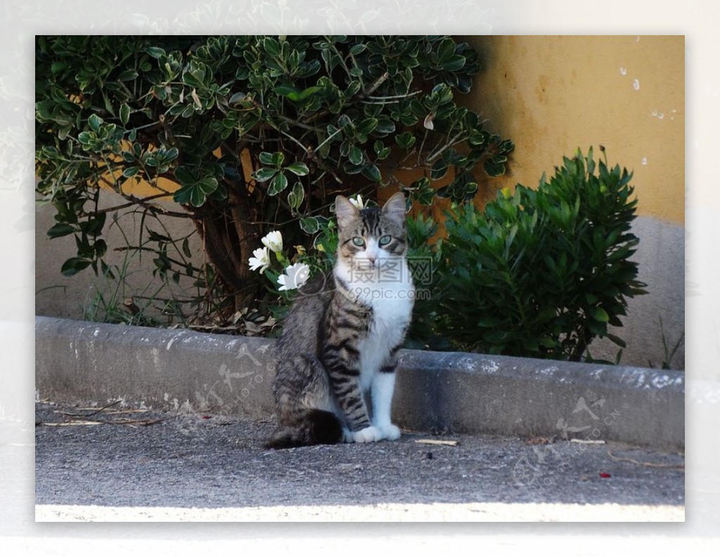 猫从加利西亚西班牙