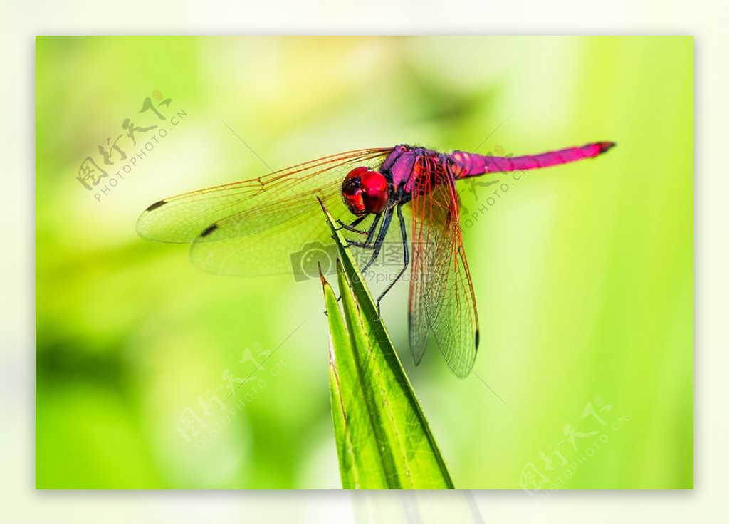 红颜色的蜻蜓