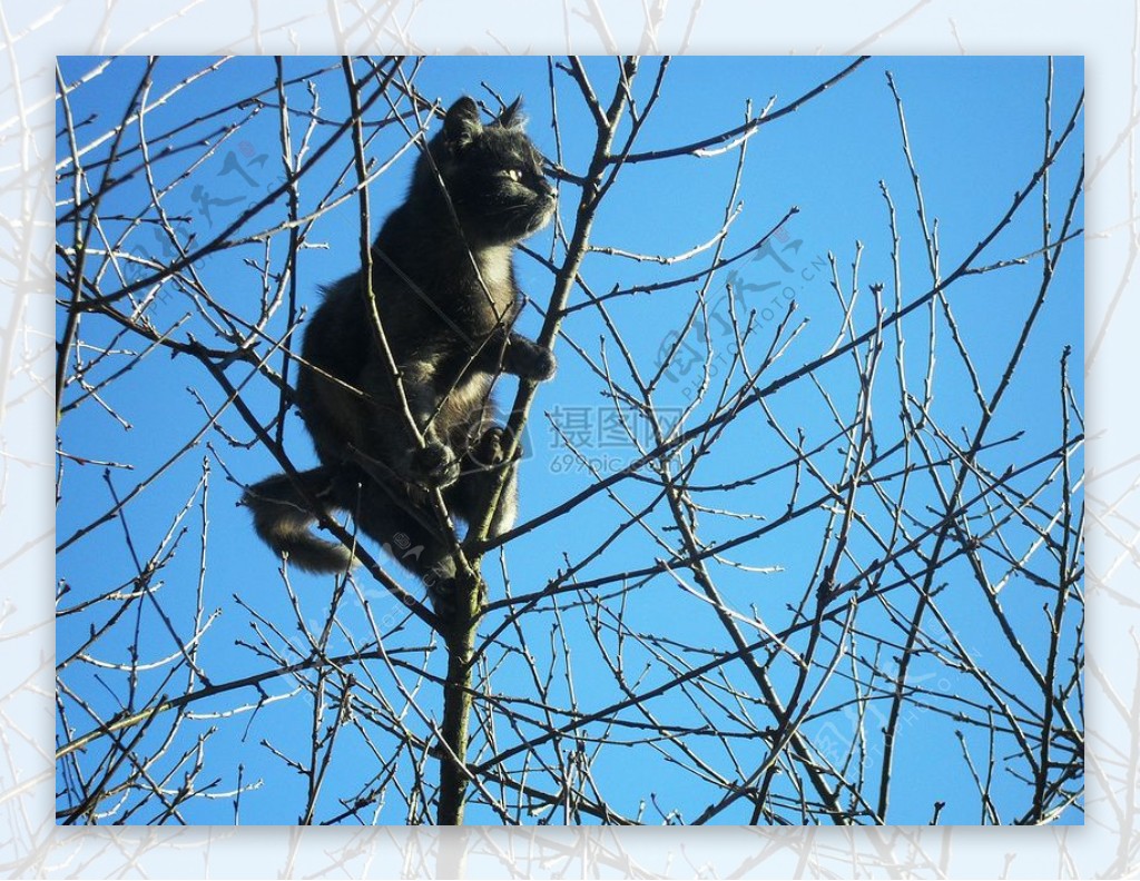 爬在树上的小猫