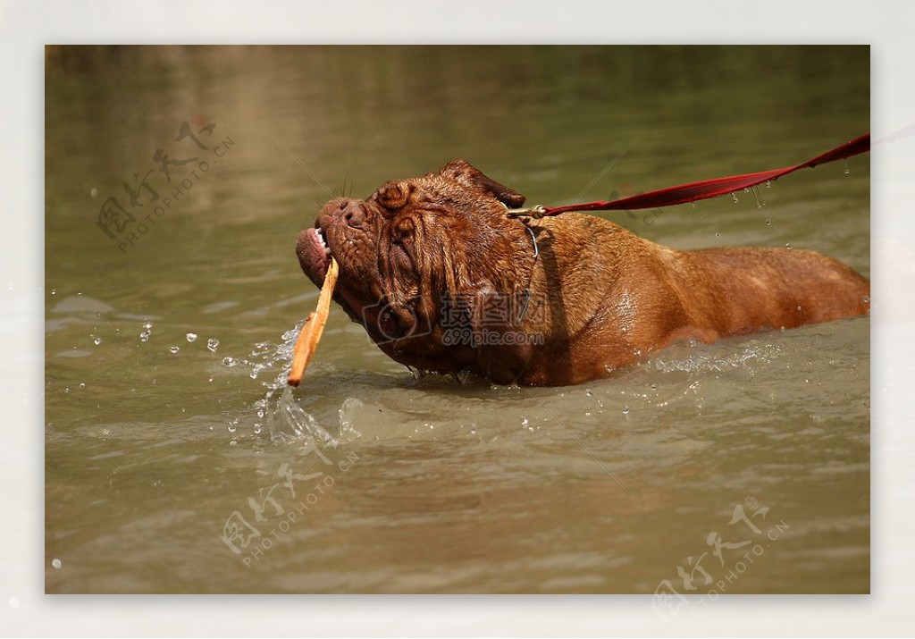 在水面上玩水的小狗