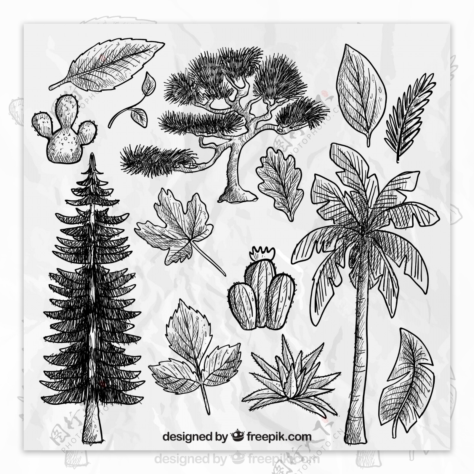 14款手绘植物和树叶