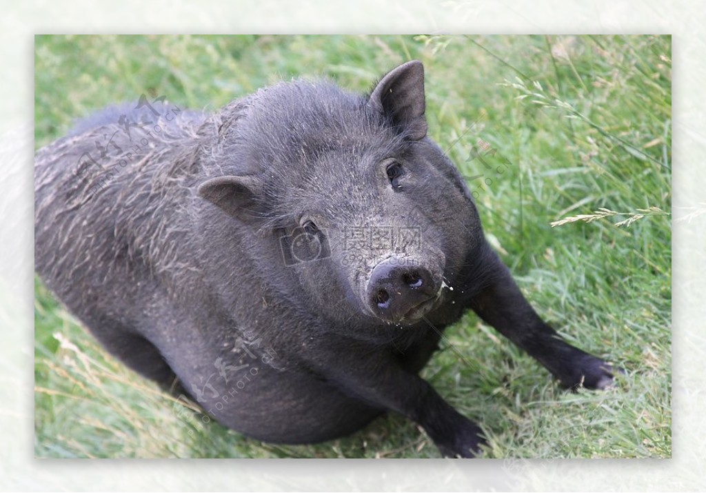 草地上的黑色野猪
