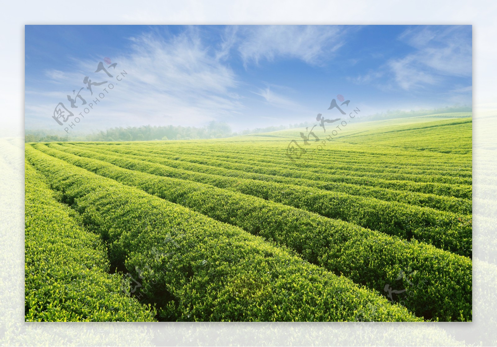 美丽茶叶风景图片