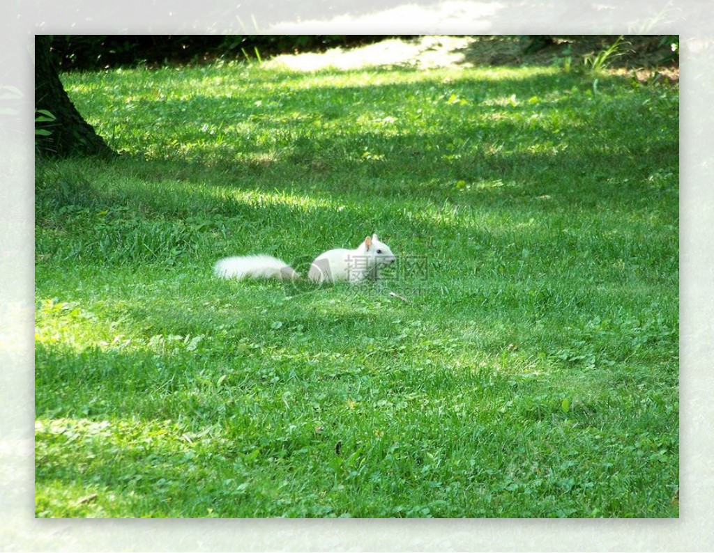 在草地上的松鼠