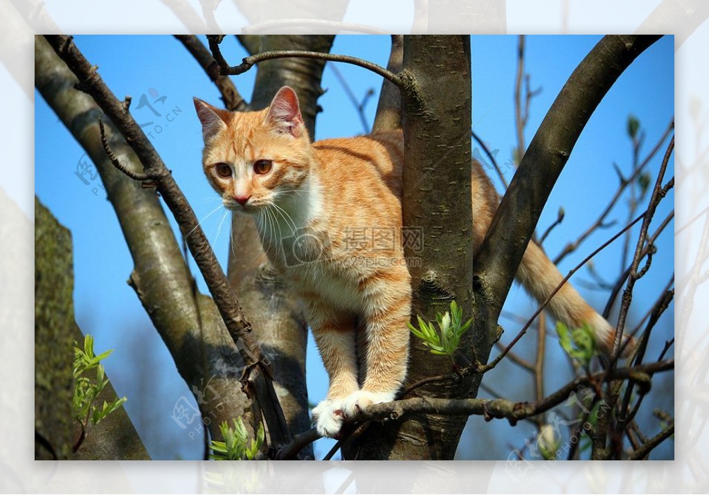 爬上树枝凝望的小猫