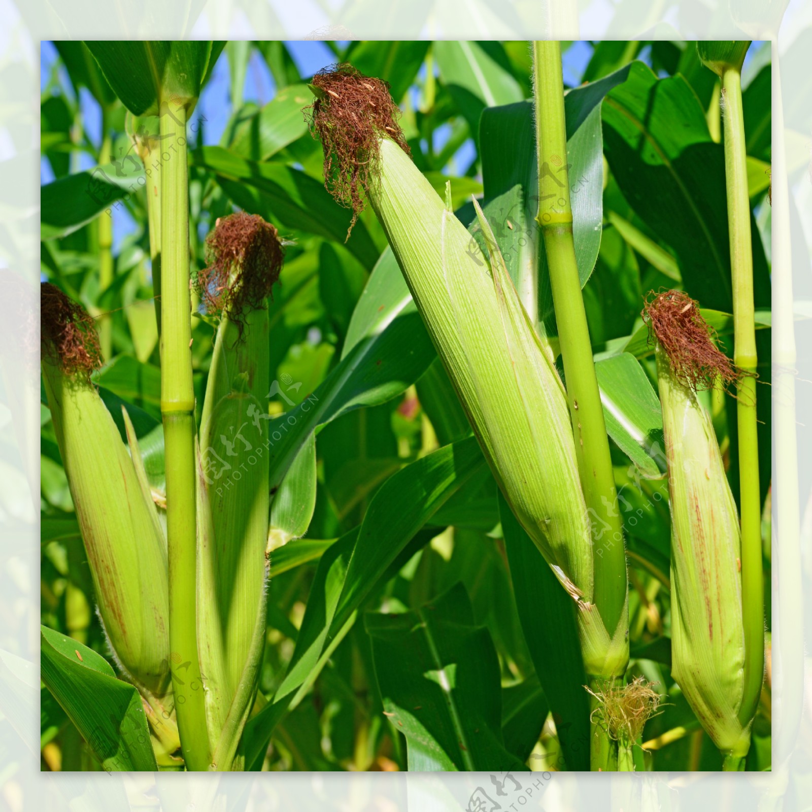 玉米地摄影图片