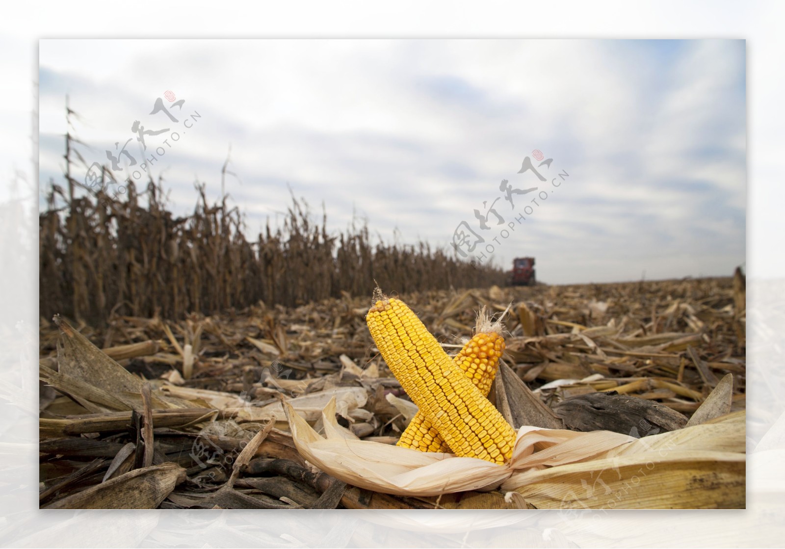 玉米地摄影图片