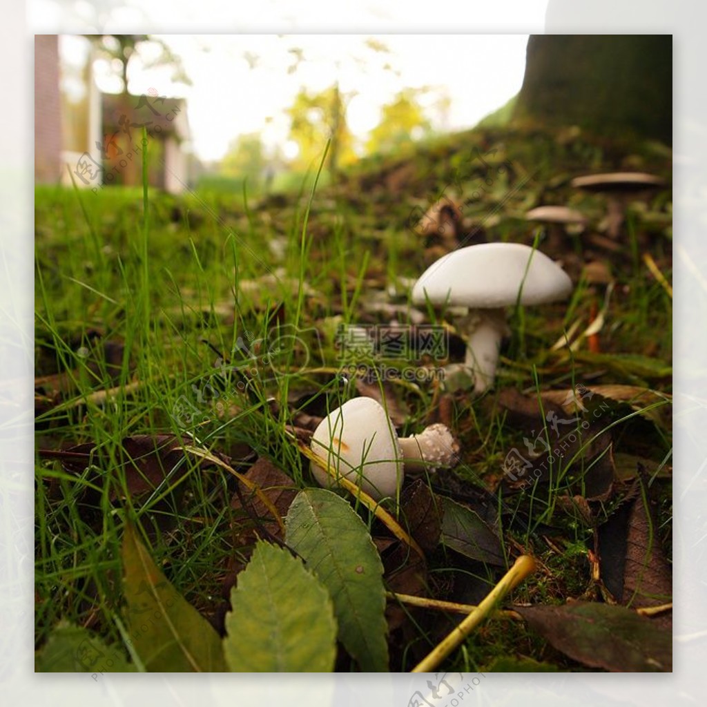 长在地上的蘑菇