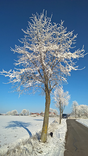 冰雪覆盖的树木