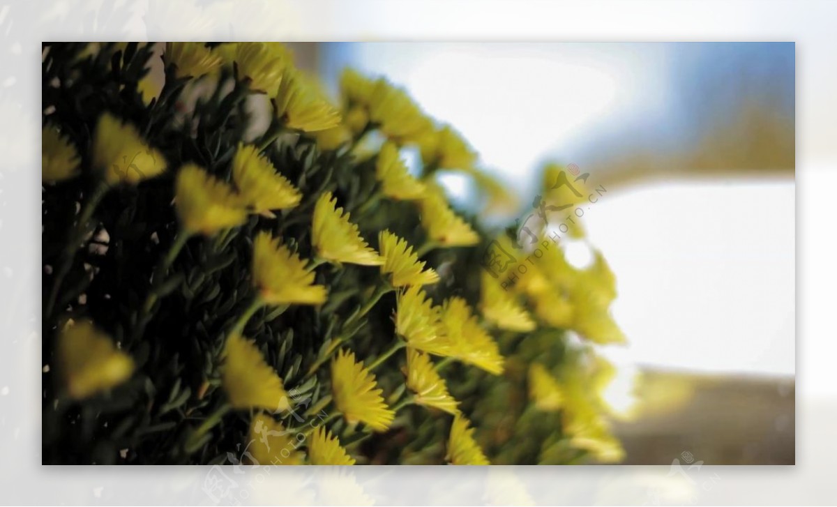 黄色花卉盛开延时摄影