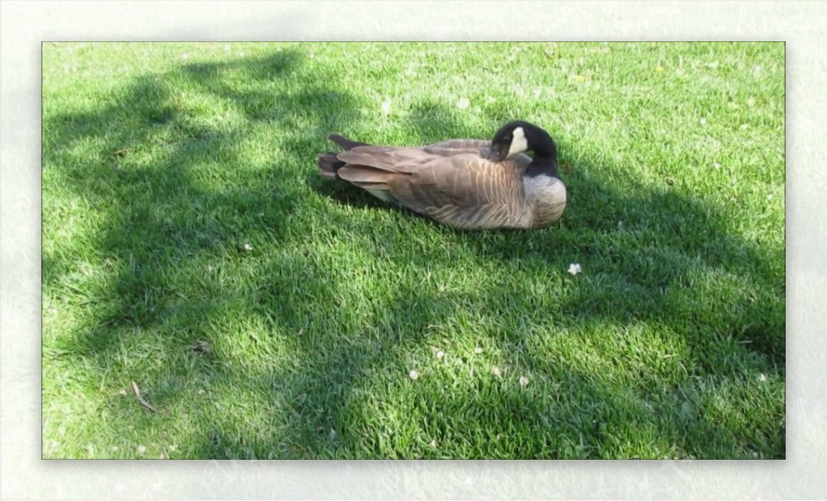 草坪上的鸭子视频设计