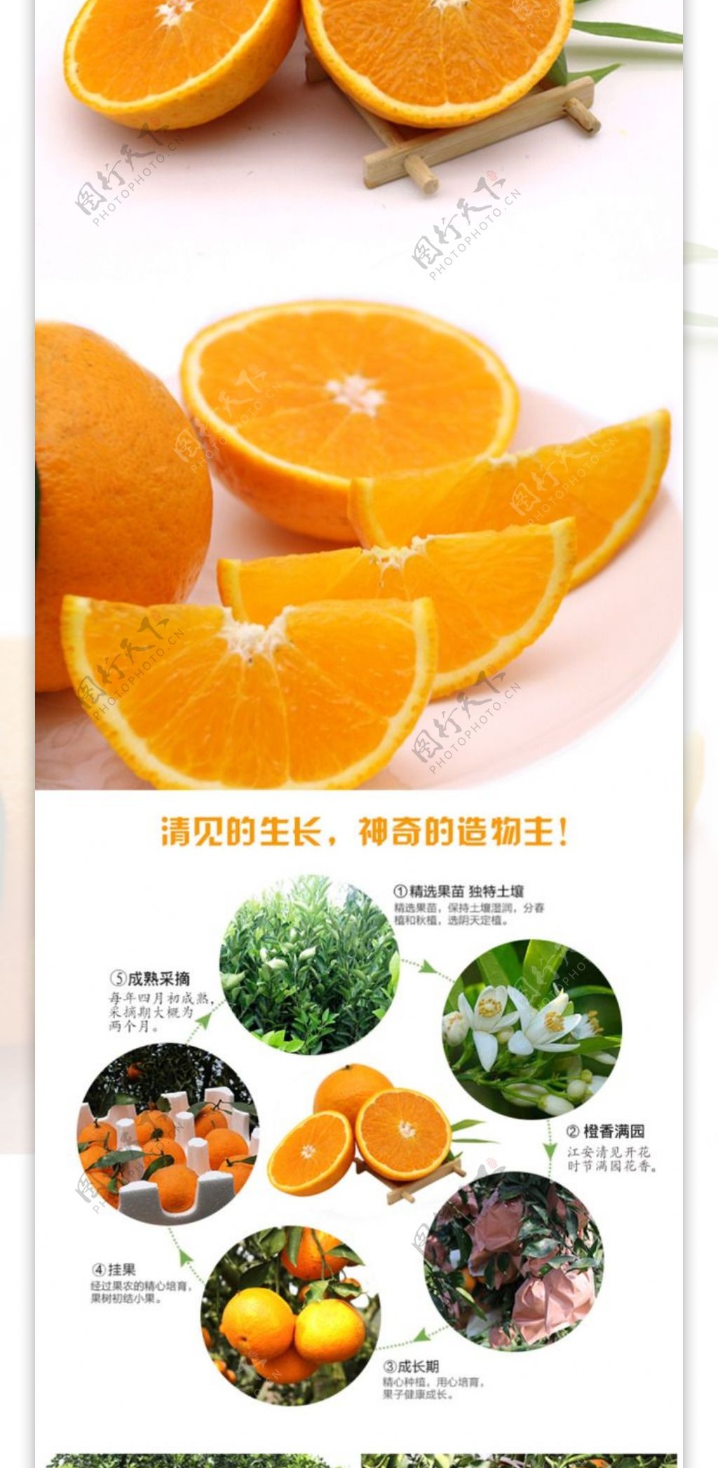 清见详情页柑橘