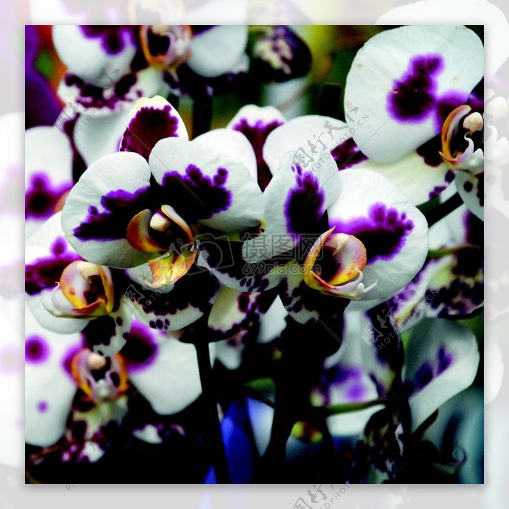美丽额紫色兰花