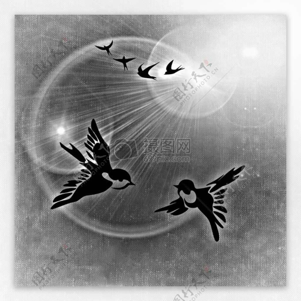 和平鸽鸟类和平对阳光背景黑与白抽象