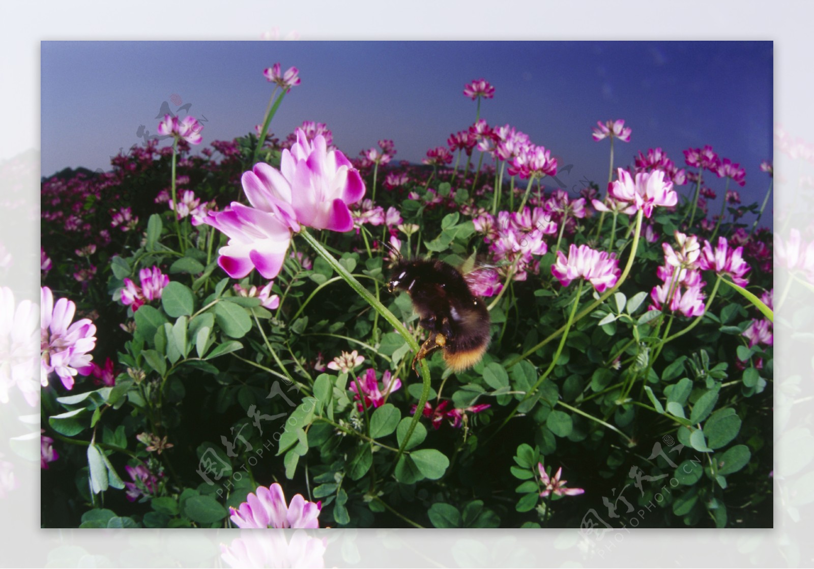 花海里采蜜的蜜蜂图片