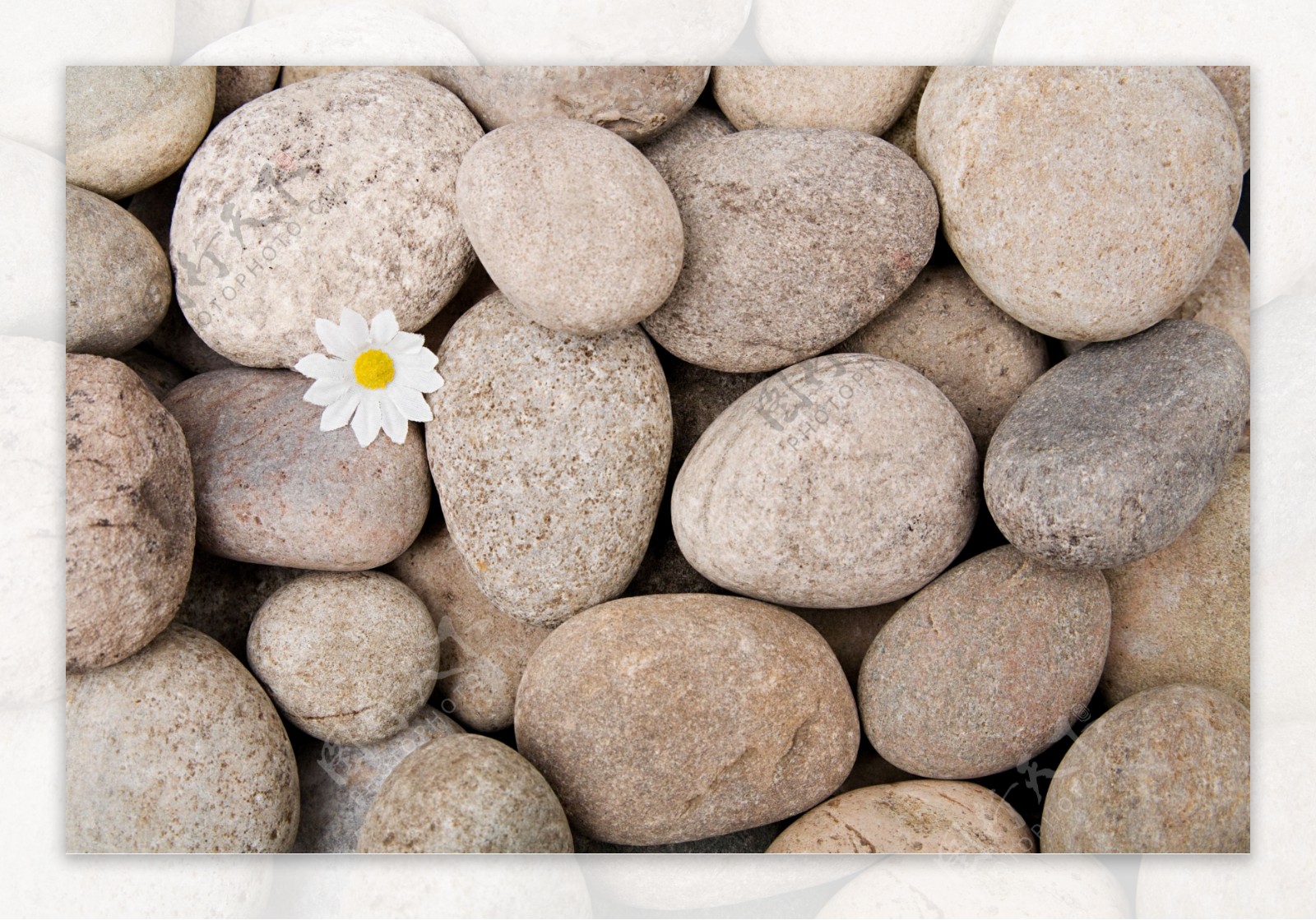 鹅卵石椭圆石头白花图片