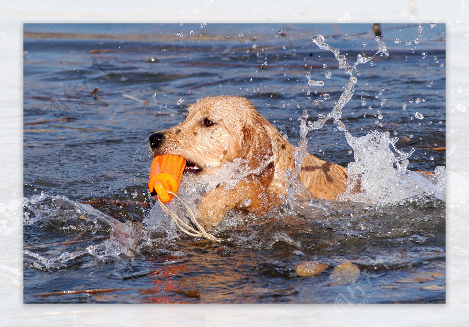 游泳的狗狗图片