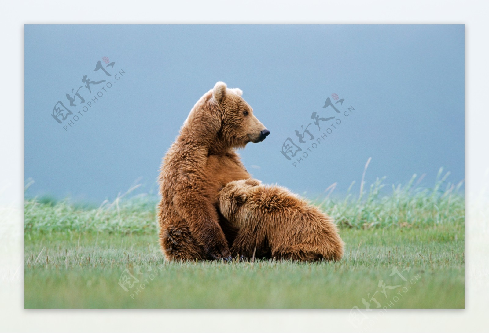 草地上的大熊小熊图片