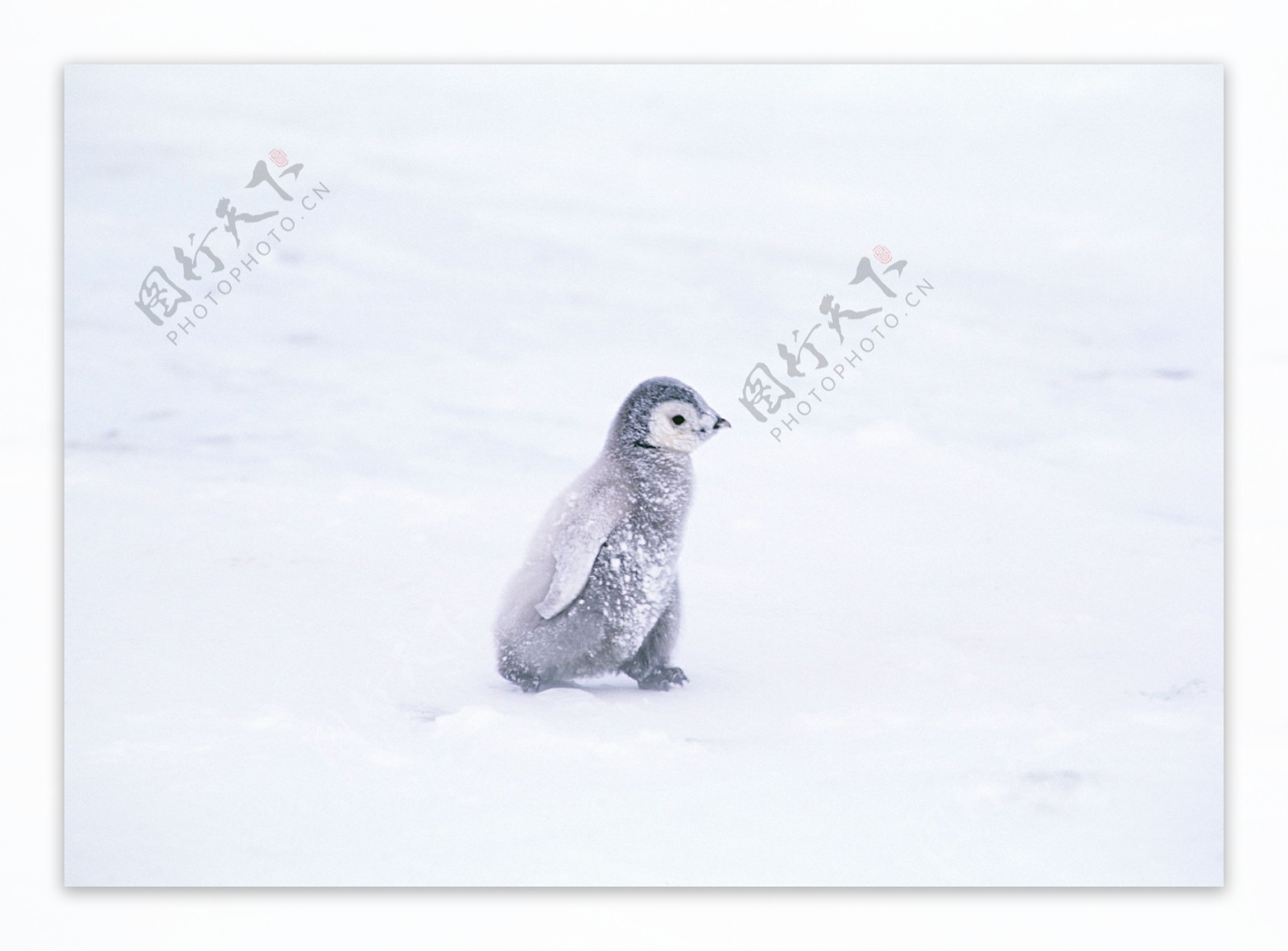 雪地上的小企鹅图片