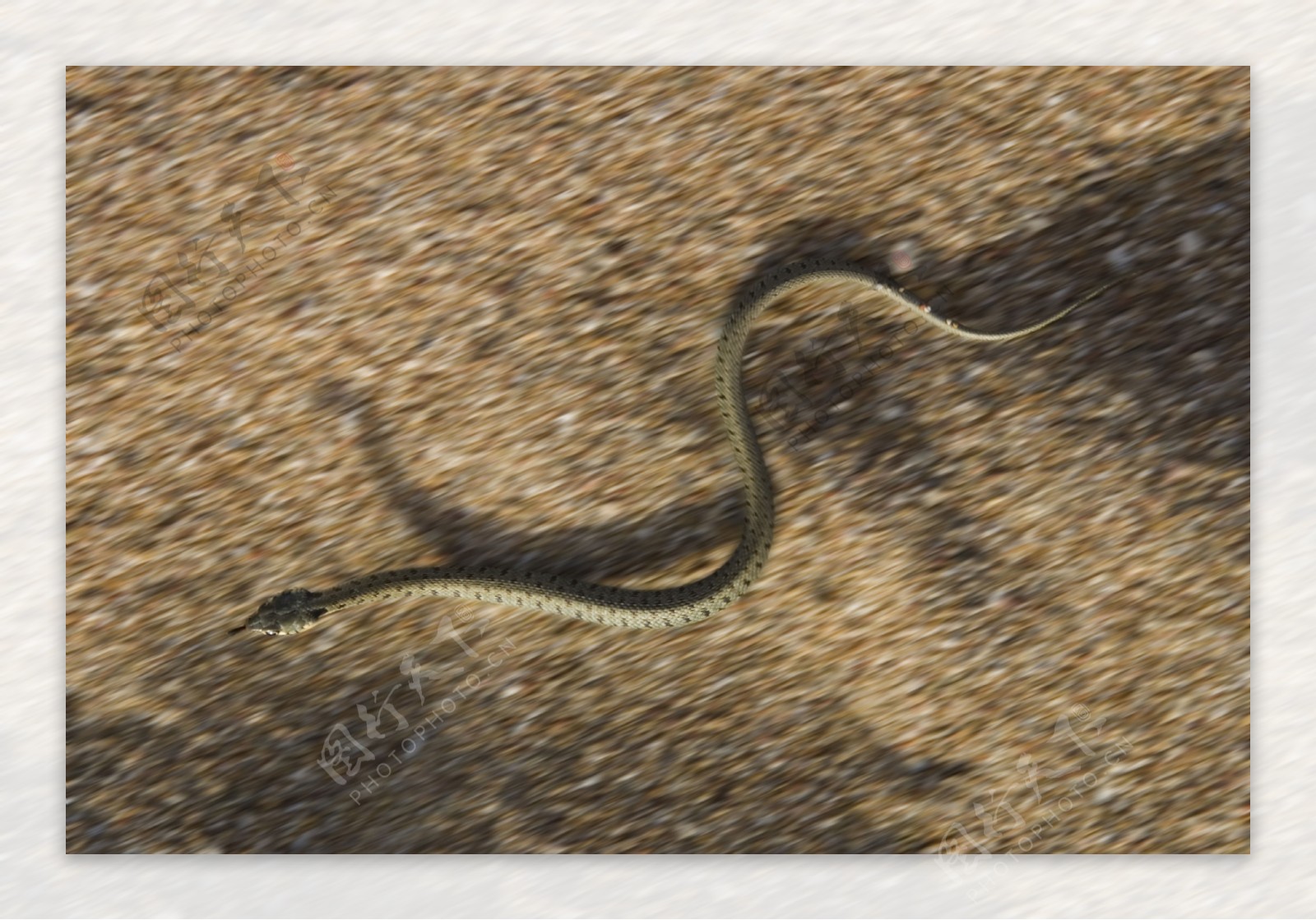沙地上的蛇图片