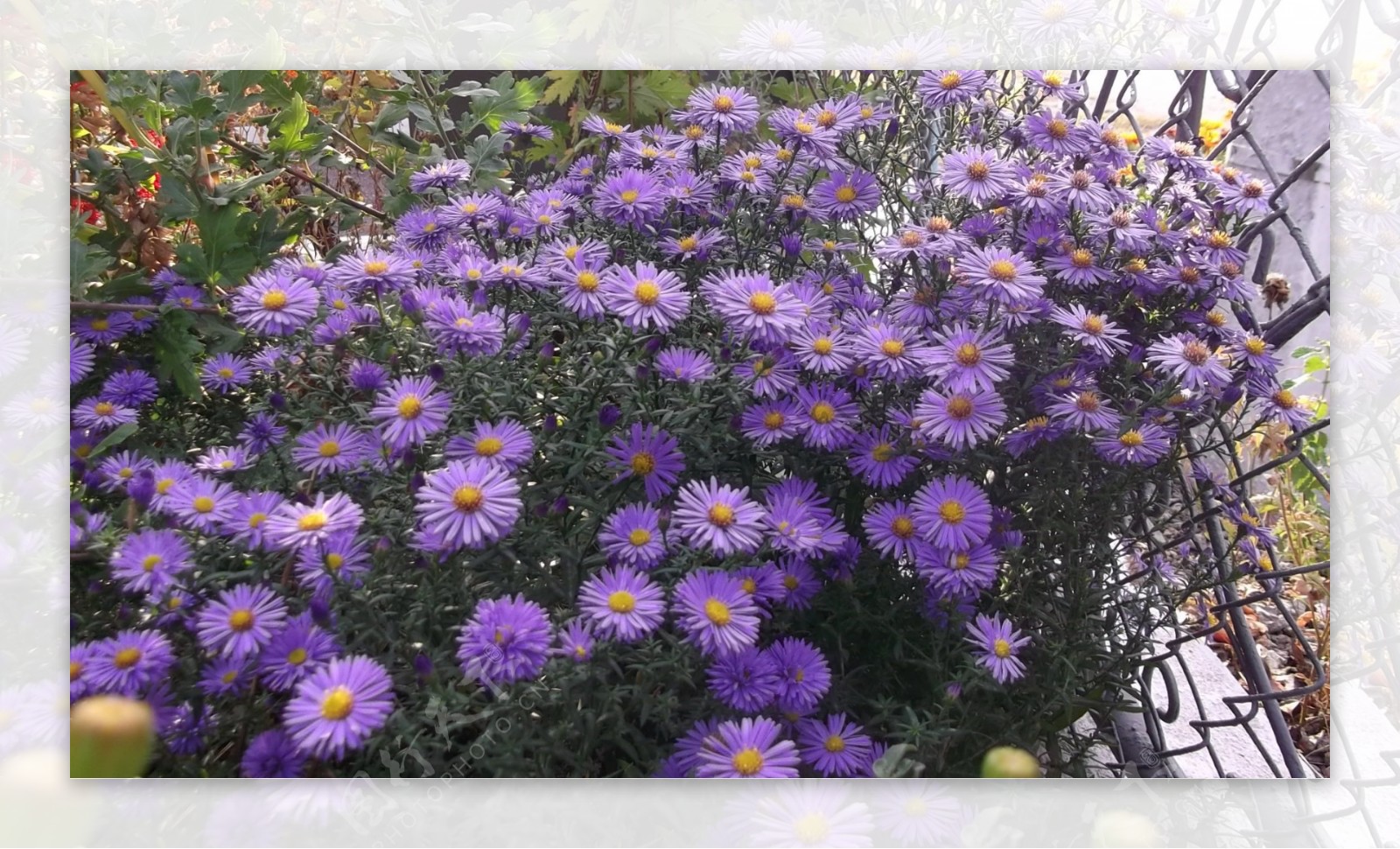 紫色鲜花摄影图片