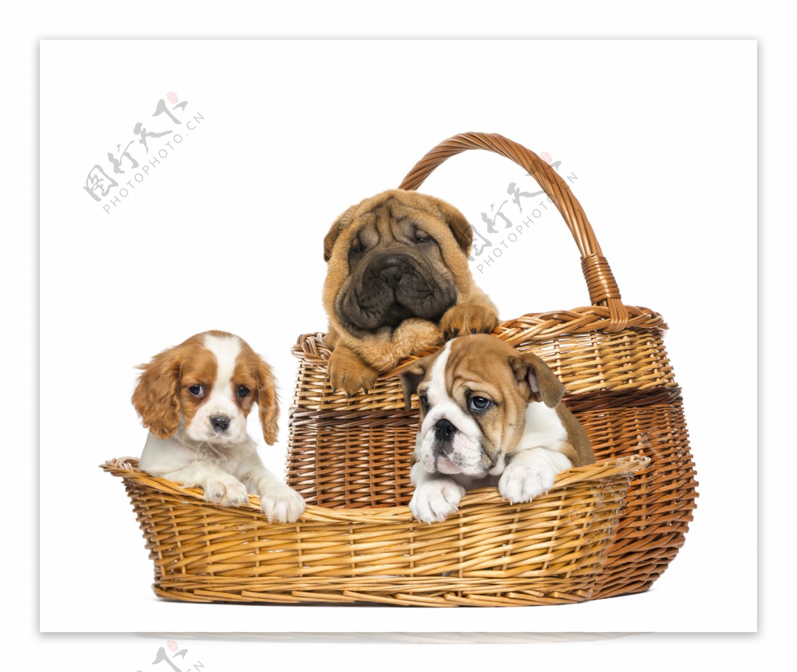 篮子里的可爱狗狗图片